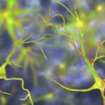 Image of glial cells