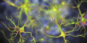 Image of glial cells