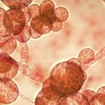 Close up of candida auris