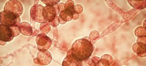 Close up of candida auris