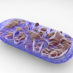 mitochondria