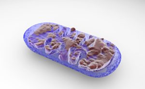 mitochondria