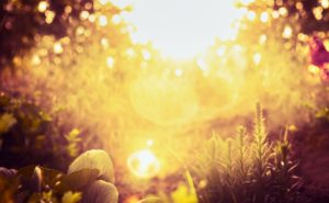 Image of a sun-saturated garden