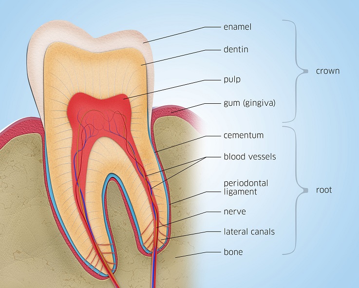 Cross-section of a tooth with descriptions - 3d illustration