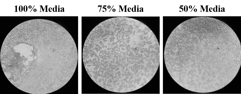 Shigella infected monolayers (mHIODEMs) with the different media formulations (top-down view). In normal conditions at 100% media, the infection is localized to a particular location and damage can be seen. For the 75% and 50% media, infection is more diffuse across the entire surface of the monolayer.