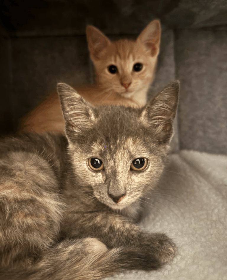Clementine and Luna, two three-month-old kittens that were adopted from Aruba. Clementina