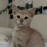 nejma-cats-2