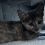 nejma-cats-3