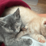nejma-cats-4